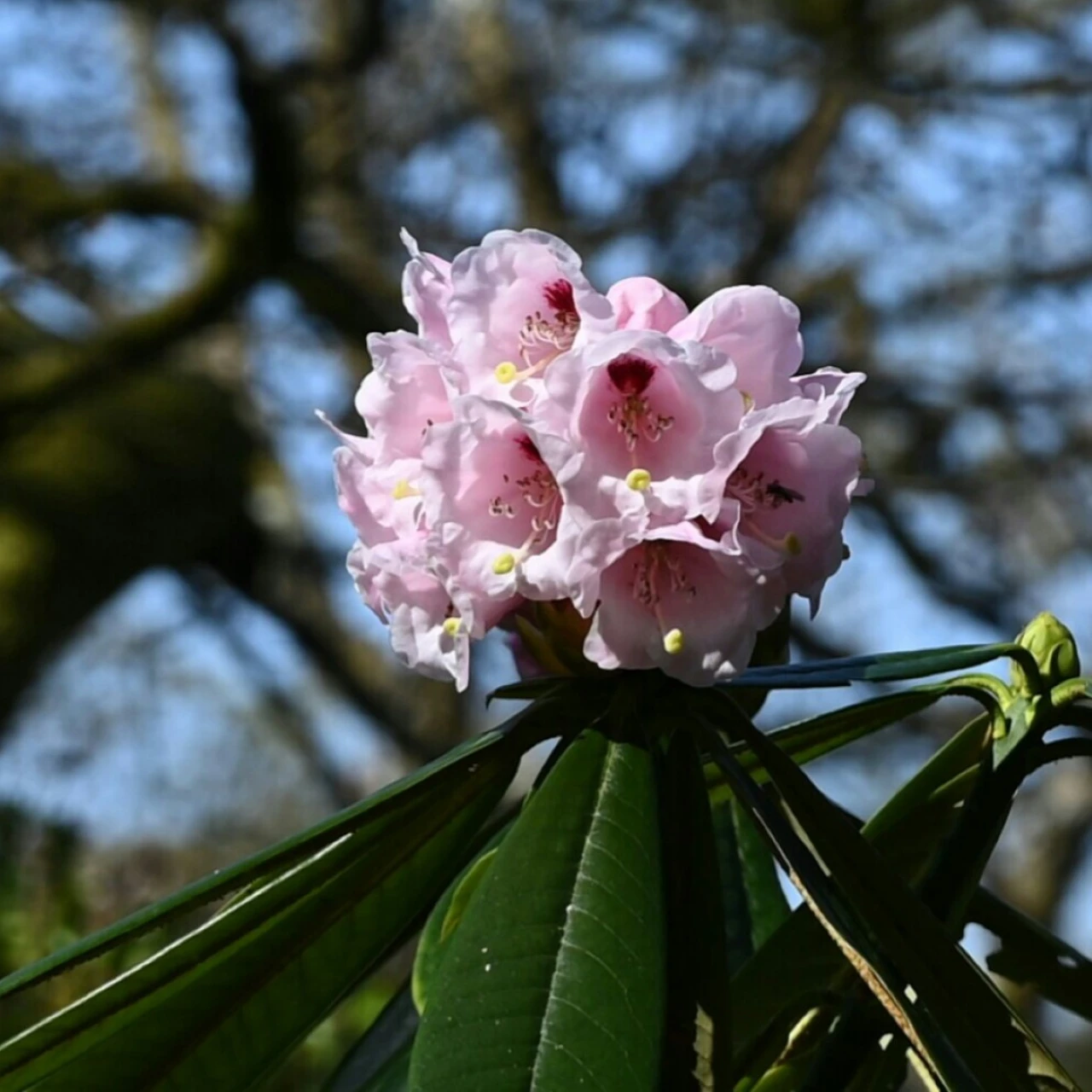 R. asterochnoum